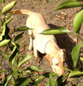 Canker-detecting dog