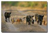 Feral Hogs Feral Hogs